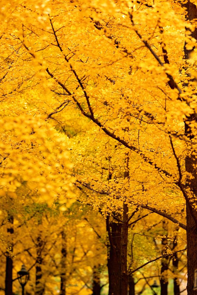 帝都秋色必打卡地