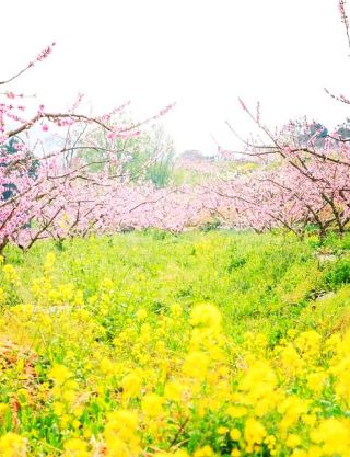 全国4大龍泉村の花見スポット大公開！一瞬で絶景の花海をゲット