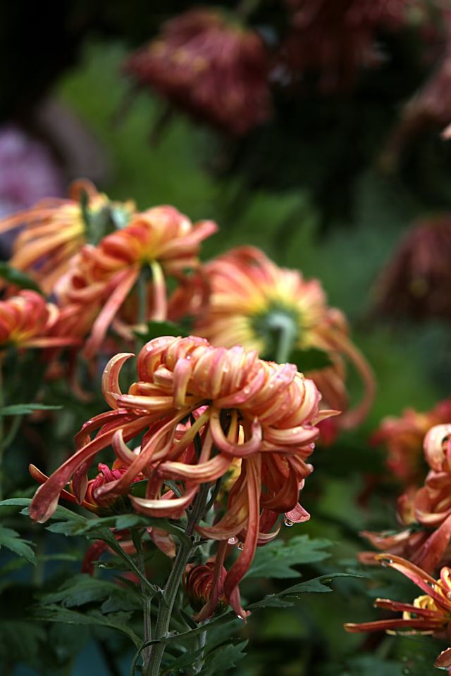 銀杏菊韻寶藏拍攝地 銀杏菊韻寶藏拍攝地