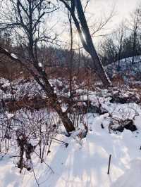 冬日徒步尋蹤野趣