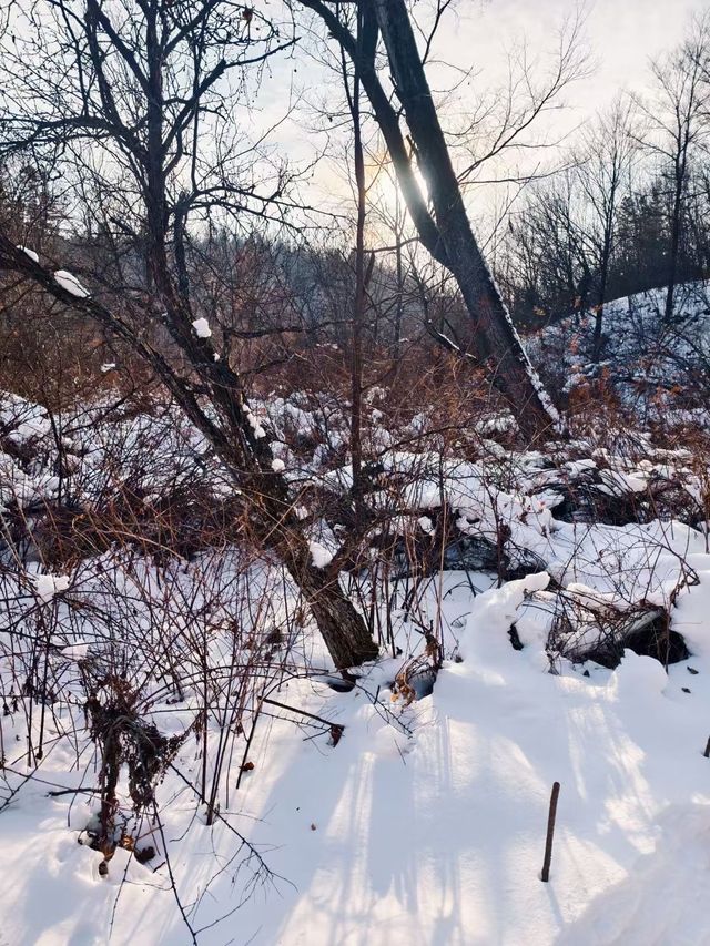 冬日徒步尋蹤野趣