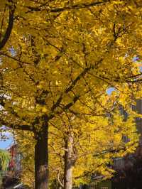 會澤秋韻：在時光摺皺裡拾起一城金黃