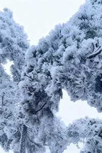 今年冬天一定要來廬山看雪！