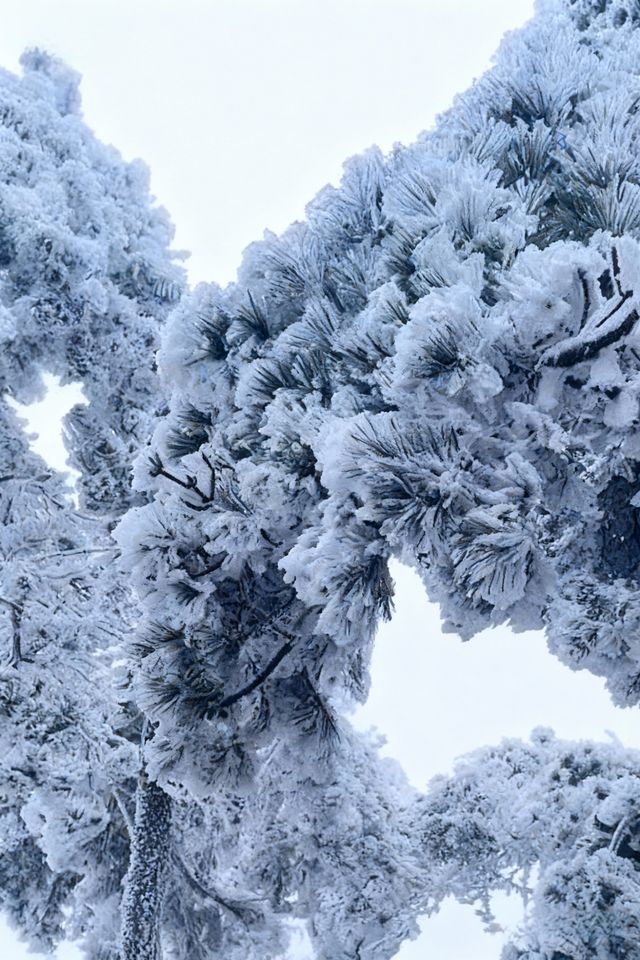 今年冬天一定要來廬山看雪！