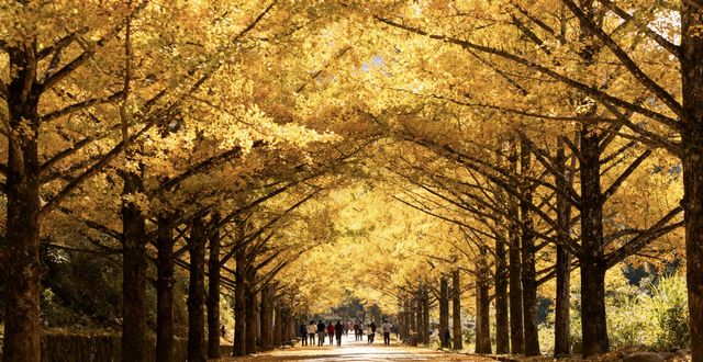 浪漫銀杏之約漫步金秋