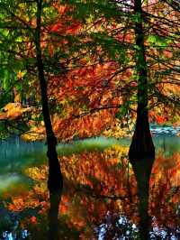 墜入油畫世界明孝陵落羽杉美到封神了