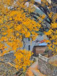 咸寧程家壟千年銀杏原來自帶中國風濾鏡！絕了！