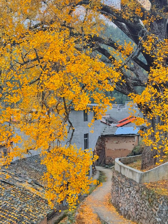 咸寧程家壟千年銀杏原來自帶中國風濾鏡！絕了！