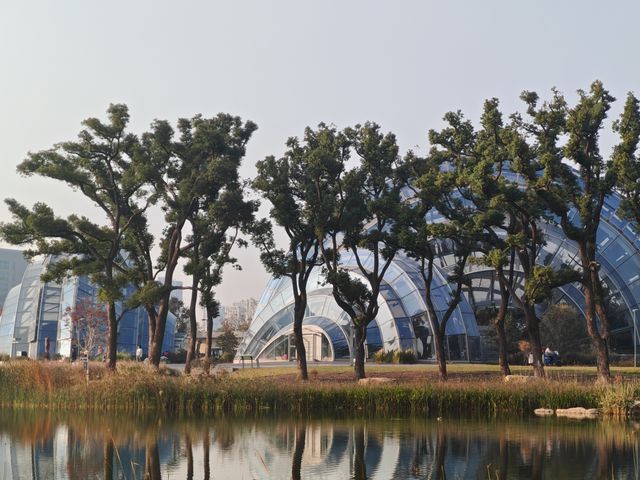 魔都植物園必看攻略櫻花季省時省力玩法