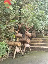 雲南普洱太陽河森林公園