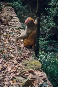 旗山森林公園徒步偶遇猴哥!20km古道+網紅