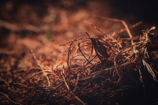 紅楓林裡看泉州