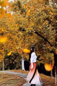 接下來這將是廣東賞秋天花板……