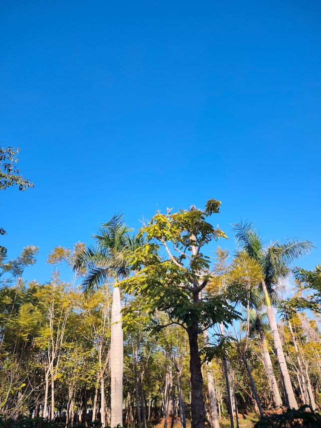 闖入普洱秘境被這片鋪天蓋地的藍治癒了 闖入普洱秘境被這片鋪天蓋地的藍治癒了