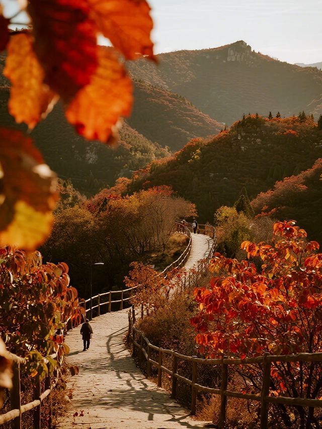 帶娃解鎖北京紅葉四大頂流親子賞秋保姆級攻略