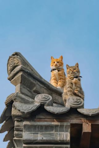 # Xinfeng Pavilion | The stunning sunset viewing platform personally chosen by the cat masters! Red tiles and upturned eaves paired with cute cats create a full atmosphere✨