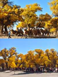 額濟納胡楊林賞秋攻略三天打卡大漠金黃世界！