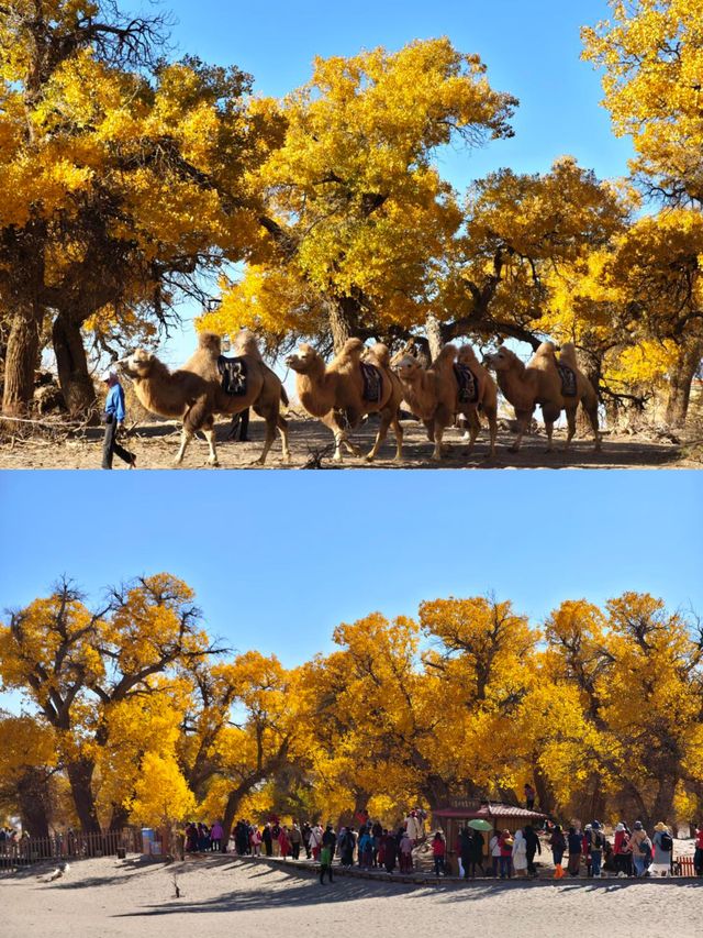 額濟納胡楊林賞秋攻略三天打卡大漠金黃世界！