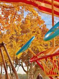 上海秋日頂流|世紀公園銀杏大道美到窒息!