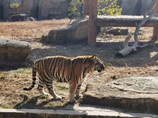 คู่มือเที่ยวจิ่วติ้งซาน เมืองซูโจว สถานที่ท่องเที่ยวที่ไม่ควรพลาด - สิงโตคอร์กี้ยอดนิยม และการแสดงละครสัตว์สุดตระการตา!