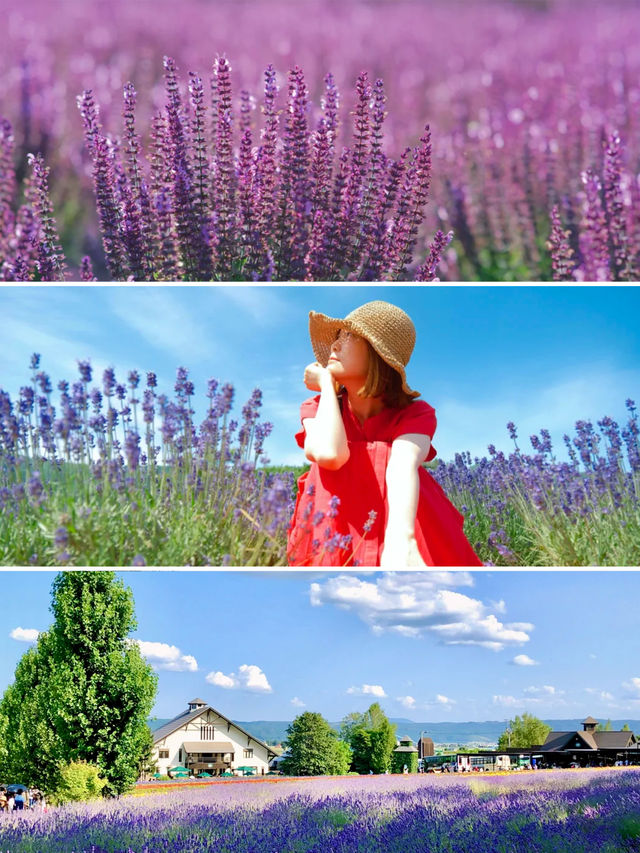 速速保存！夏天去20℃北海道這樣玩封神