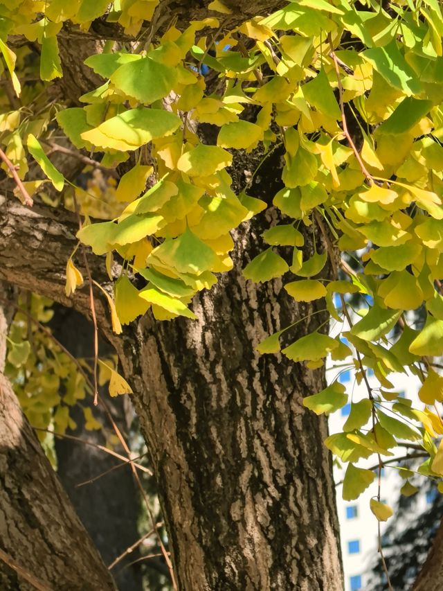 申城賞秋正當時 申城賞秋正當時