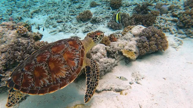 被譽為「海底熱帶雨林」-澳大利亞大堡礁