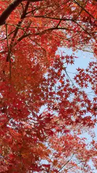 真的紅了武漢青山公園11.27實拍，美絕了