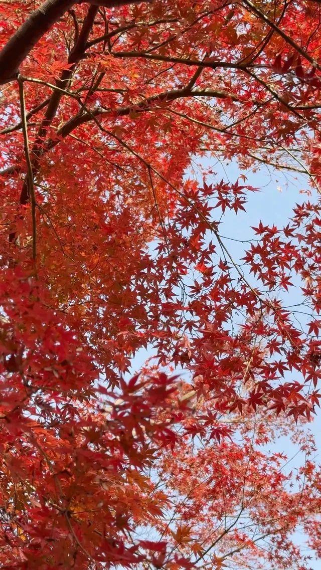 真的紅了武漢青山公園11.27實拍，美絕了