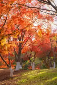 真的紅了武漢青山公園11.27實拍，美絕了