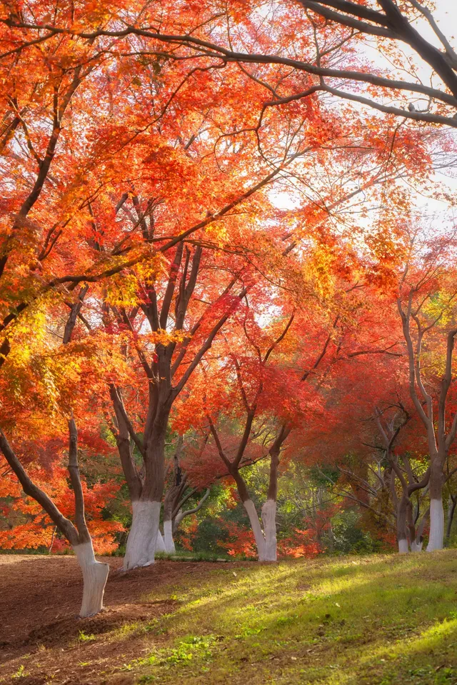 真的紅了武漢青山公園11.27實拍，美絕了