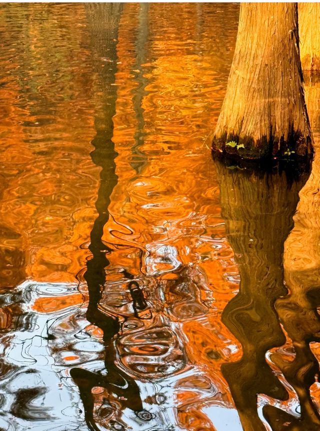 青西郊野公園暴走一天，這裡根本不是普通公園，是藏在城市邊緣的「天然氧吧+童話秘境」，秋冬來剛好！ 