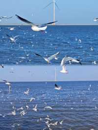 天津帶娃封神體驗!海上小火車追海鷗值哭