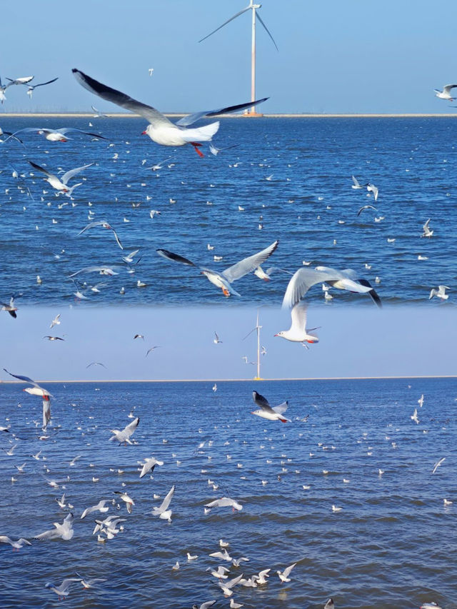 天津帶娃封神體驗!海上小火車追海鷗值哭 天津帶娃封神體驗!海上小火車追海鷗值哭