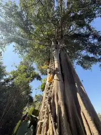 當一天“野孩子”｜鑽進了熱帶雨林