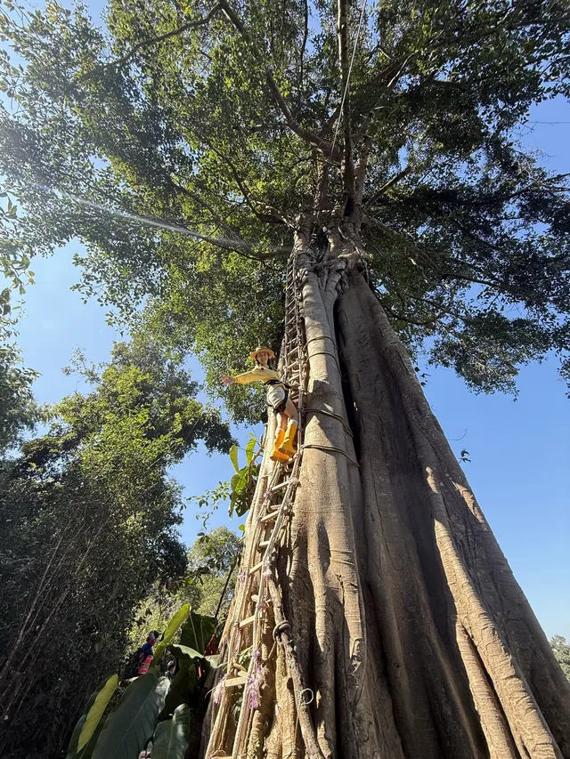 當一天“野孩子”｜鑽進了熱帶雨林