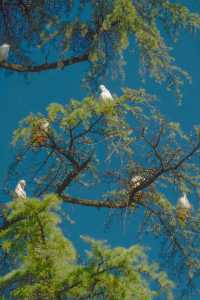 昆明翠湖絕美打卡點!海鷗與樹共舞的仙境