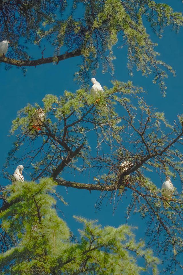 昆明翠湖絕美打卡點!海鷗與樹共舞的仙境 昆明翠湖絕美打卡點!海鷗與樹共舞的仙境