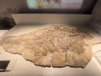 上海自然博物館中國恐龍大展 | 一眼看億年