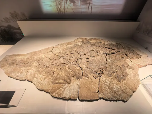 上海自然博物館中國恐龍大展 | 一眼看億年 上海自然博物館中國恐龍大展 | 一眼看億年