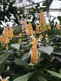 湖北新生旅遊年卡武漢植物園全攻略