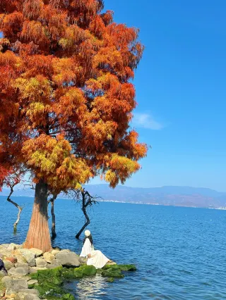 18 photos to show you just how beautiful the dawn redwood season in Dali is right now…