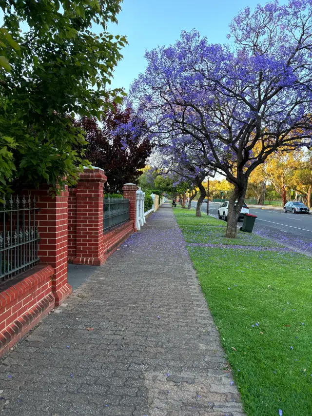 The world's most beautiful city, Adelaide, is stunning like this!
