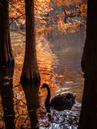 深秋的南京,一不小心闖進了油畫裡