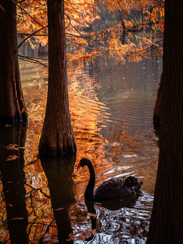 深秋的南京,一不小心闖進了油畫裡 深秋的南京,一不小心闖進了油畫裡