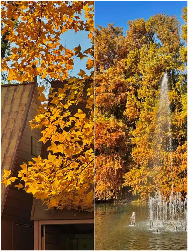 上海版阿勒泰:這片水杉林美到窒息,冬日治癒感拉滿 上海版阿勒泰:這片水杉林美到窒息,冬日治癒感拉滿