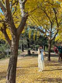 秋天的共青森林公園彷彿是一幅油畫