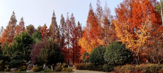 The bald cypress trees at Yangcheng Lake Sports Park are also beautiful