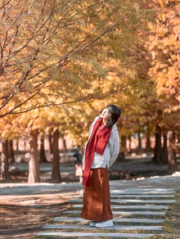 Taxodium distichum with Feather-like Leaves｜Taichung's Most Beautiful Autumn Photo Spot Recommendation