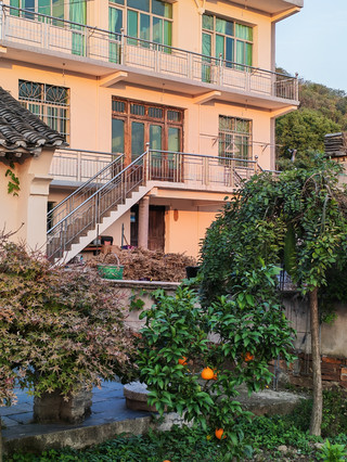Seeking the taste of autumn in Fengyi Village, the world is filled with oranges on the branches 🍊